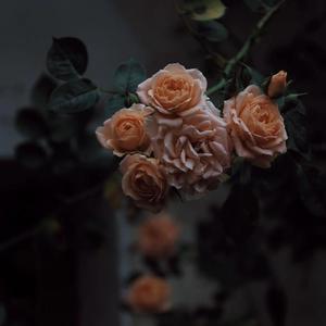 亚洲高清无码三级片全集
